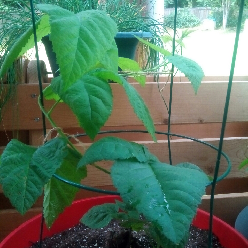 Marionberry in the GardenTags plant encyclopedia