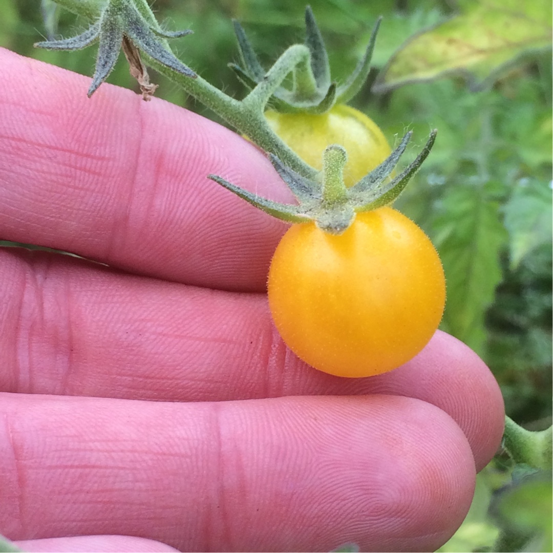 Tomato Yellow Currant (Cherry Tomato) in the GardenTags plant encyclopedia