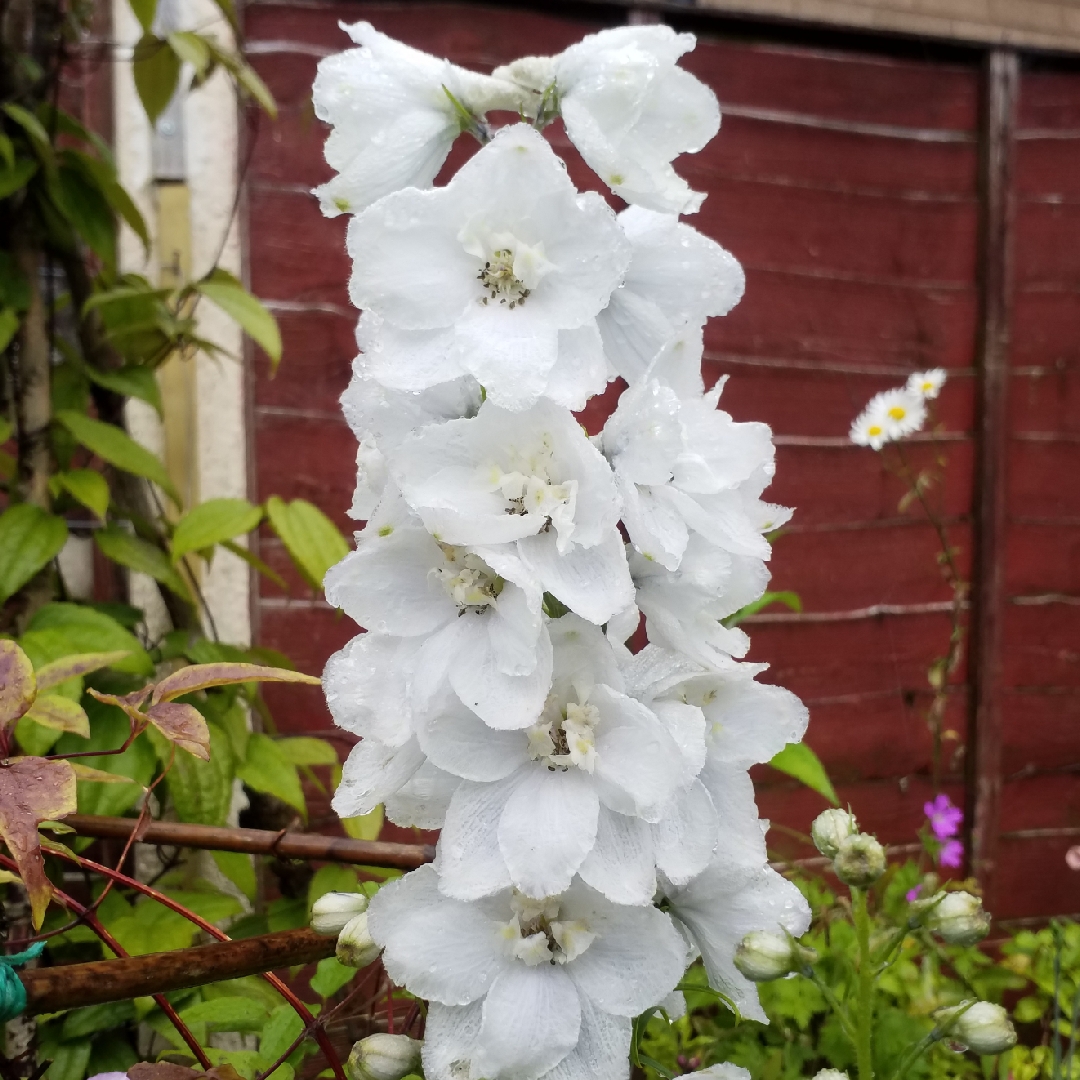 Delphinium Moonbeam in the GardenTags plant encyclopedia