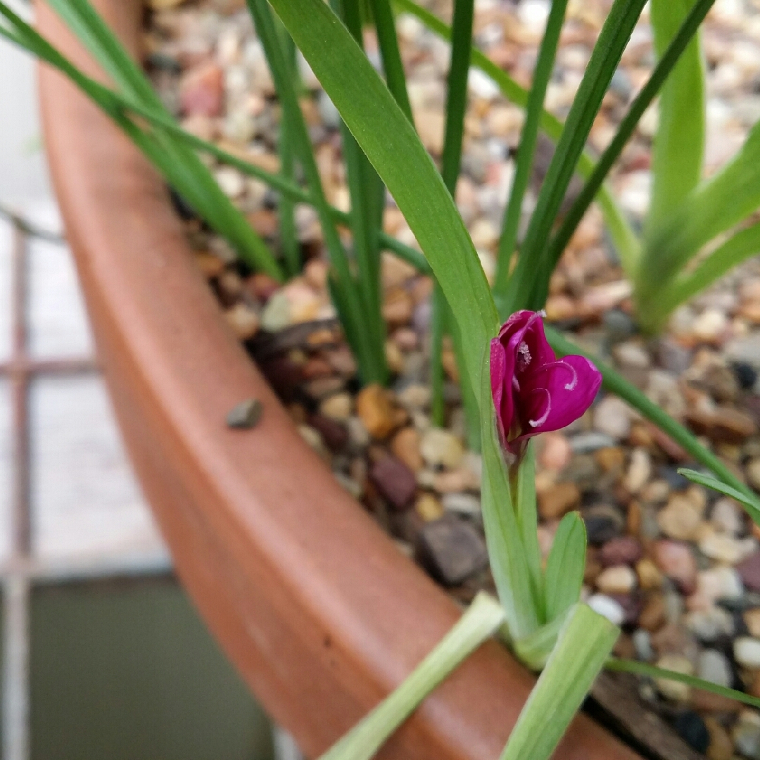 Broad Leaved Evening Flower in the GardenTags plant encyclopedia