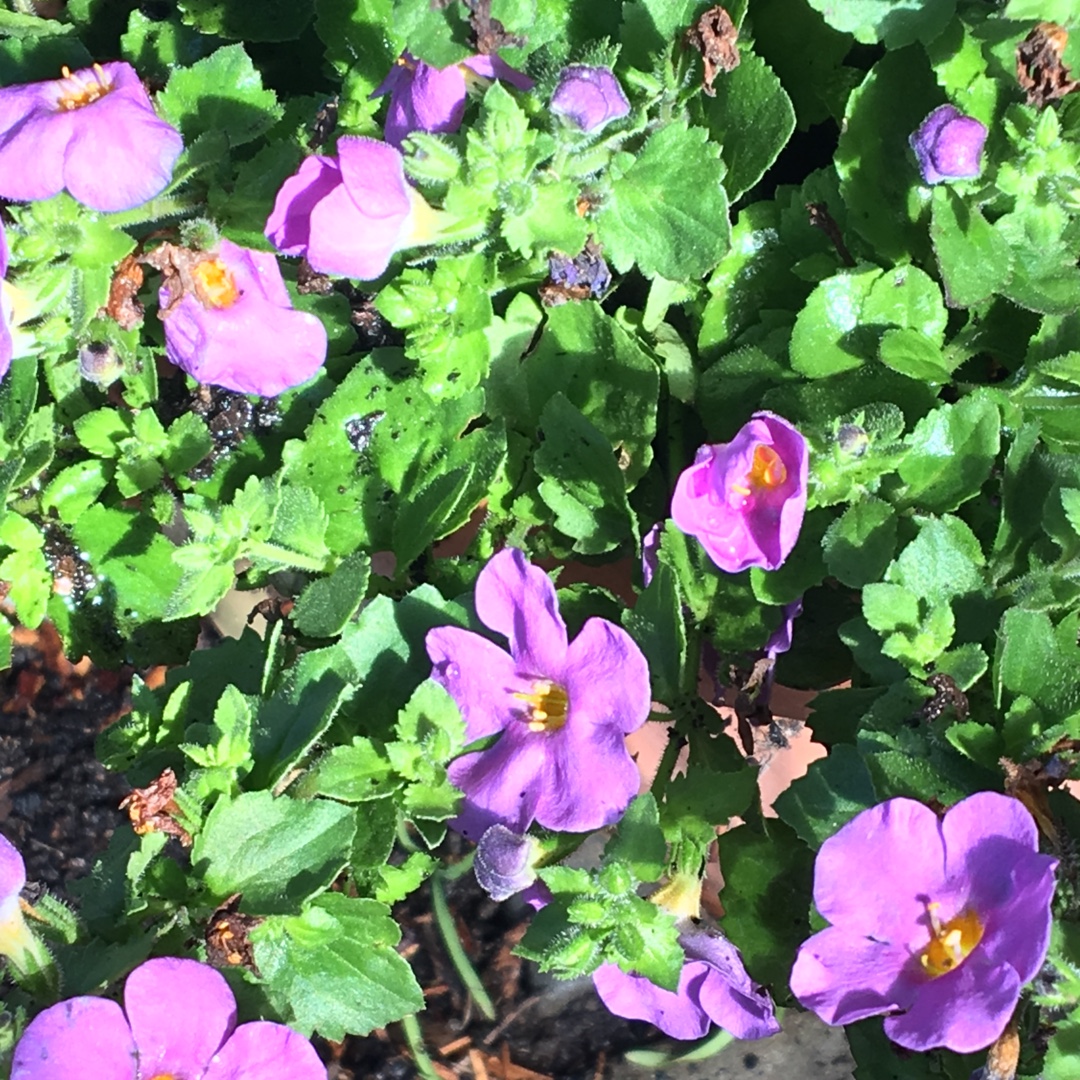 Bacopa Cabana Pink in the GardenTags plant encyclopedia