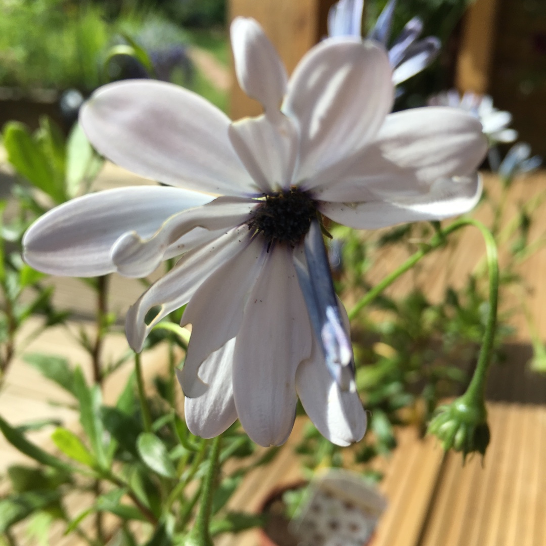 Osteospermum Sunny carlos in the GardenTags plant encyclopedia