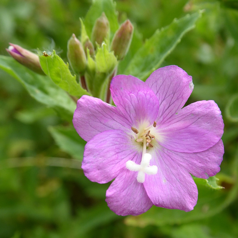 Great Willowherb in the GardenTags plant encyclopedia