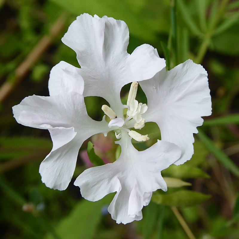 Deerhorn clarkia Snowflake in the GardenTags plant encyclopedia