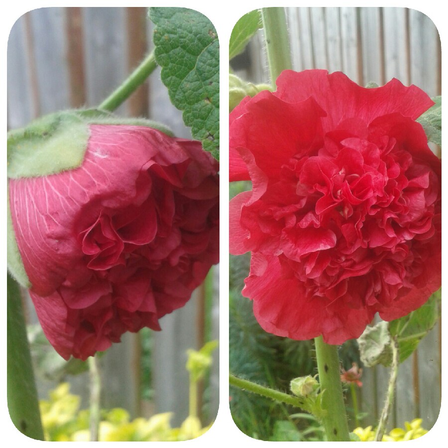 Hollyhock Chaters Double Group Red in the GardenTags plant encyclopedia