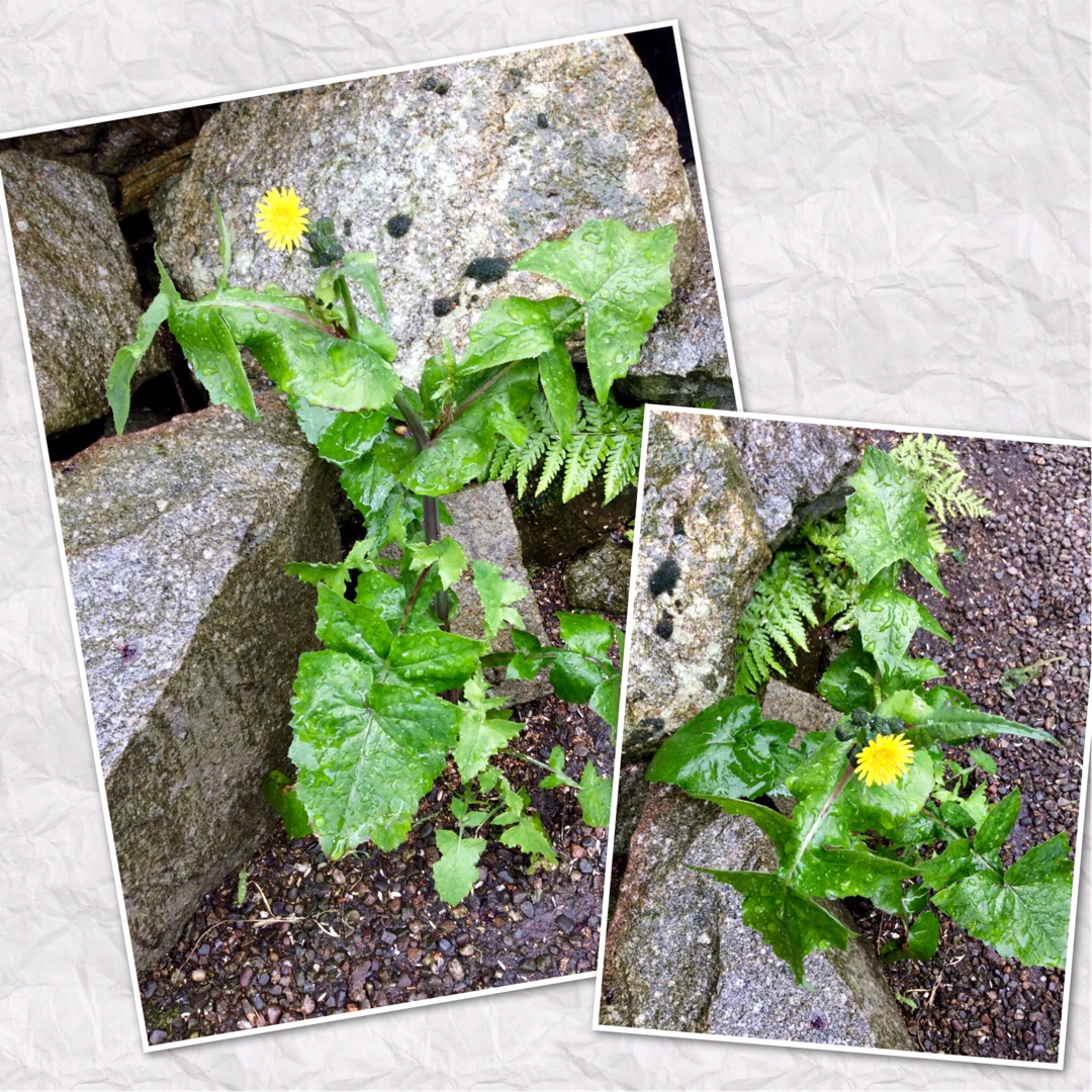 Common Sow-thistle in the GardenTags plant encyclopedia