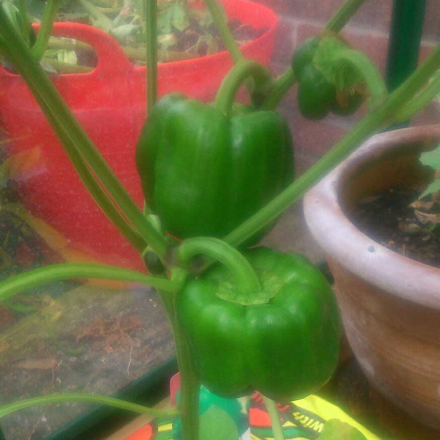 Sweet PepperBell Boy in the GardenTags plant encyclopedia