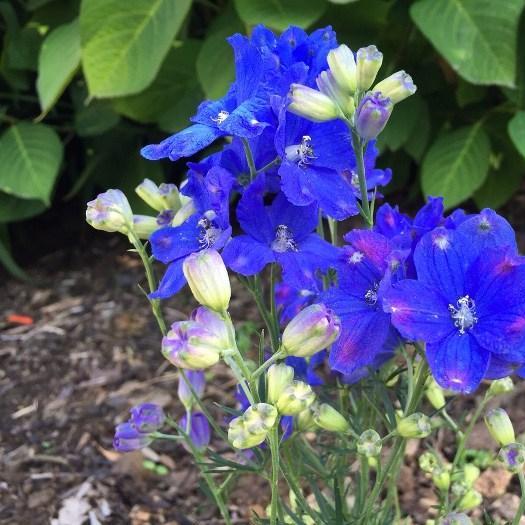 Delphinium Summer Nights in the GardenTags plant encyclopedia