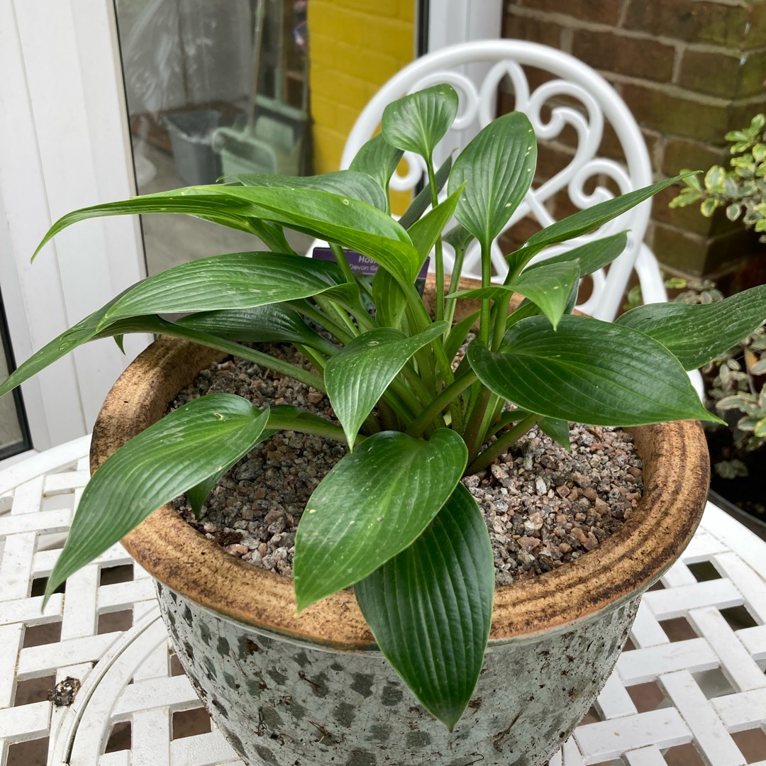 Plantain Lily Devon Green in the GardenTags plant encyclopedia