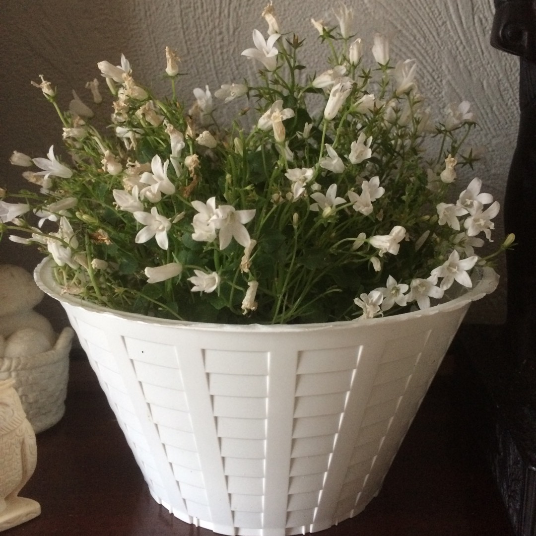 Bellflower Swinging Bells White in the GardenTags plant encyclopedia