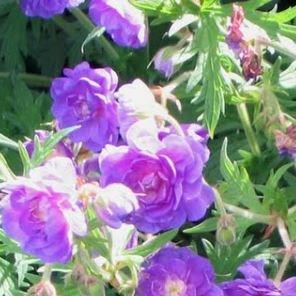 Meadow Cranesbill Plenum Violaceum in the GardenTags plant encyclopedia