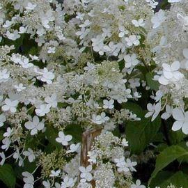 Hydrangea Brussels Lace in the GardenTags plant encyclopedia