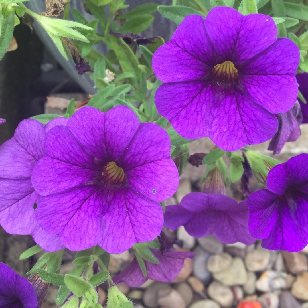 Million Bells Deep Blue in the GardenTags plant encyclopedia