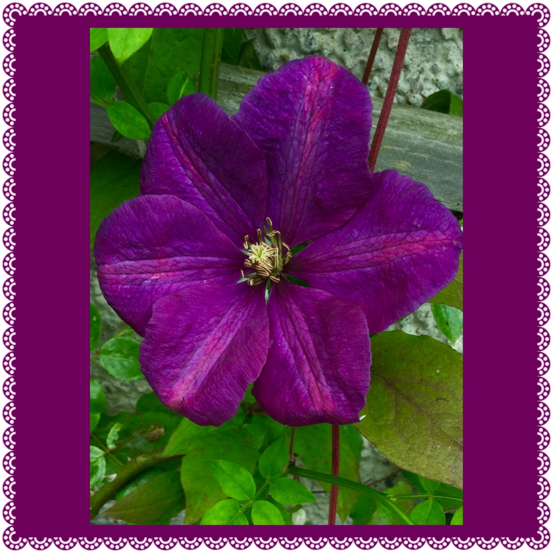 Clematis Perrins Pride in the GardenTags plant encyclopedia