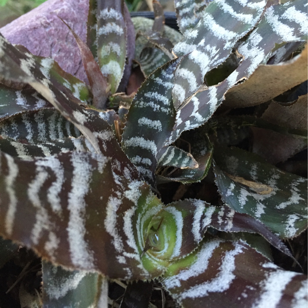 Zebra Star in the GardenTags plant encyclopedia