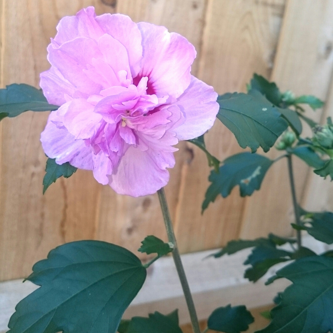 Rose of Sharon Duc de Brabant in the GardenTags plant encyclopedia