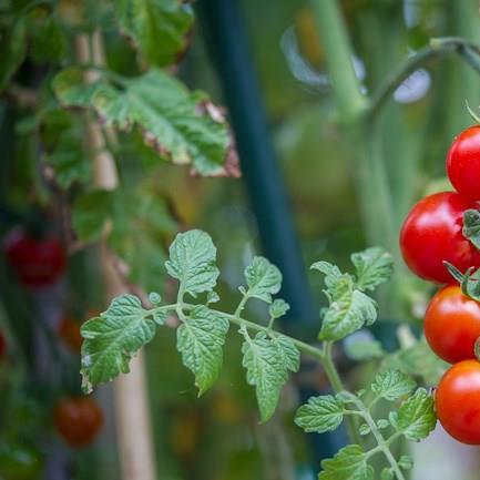 Tomato Cilagia (Cherry Tomato) in the GardenTags plant encyclopedia