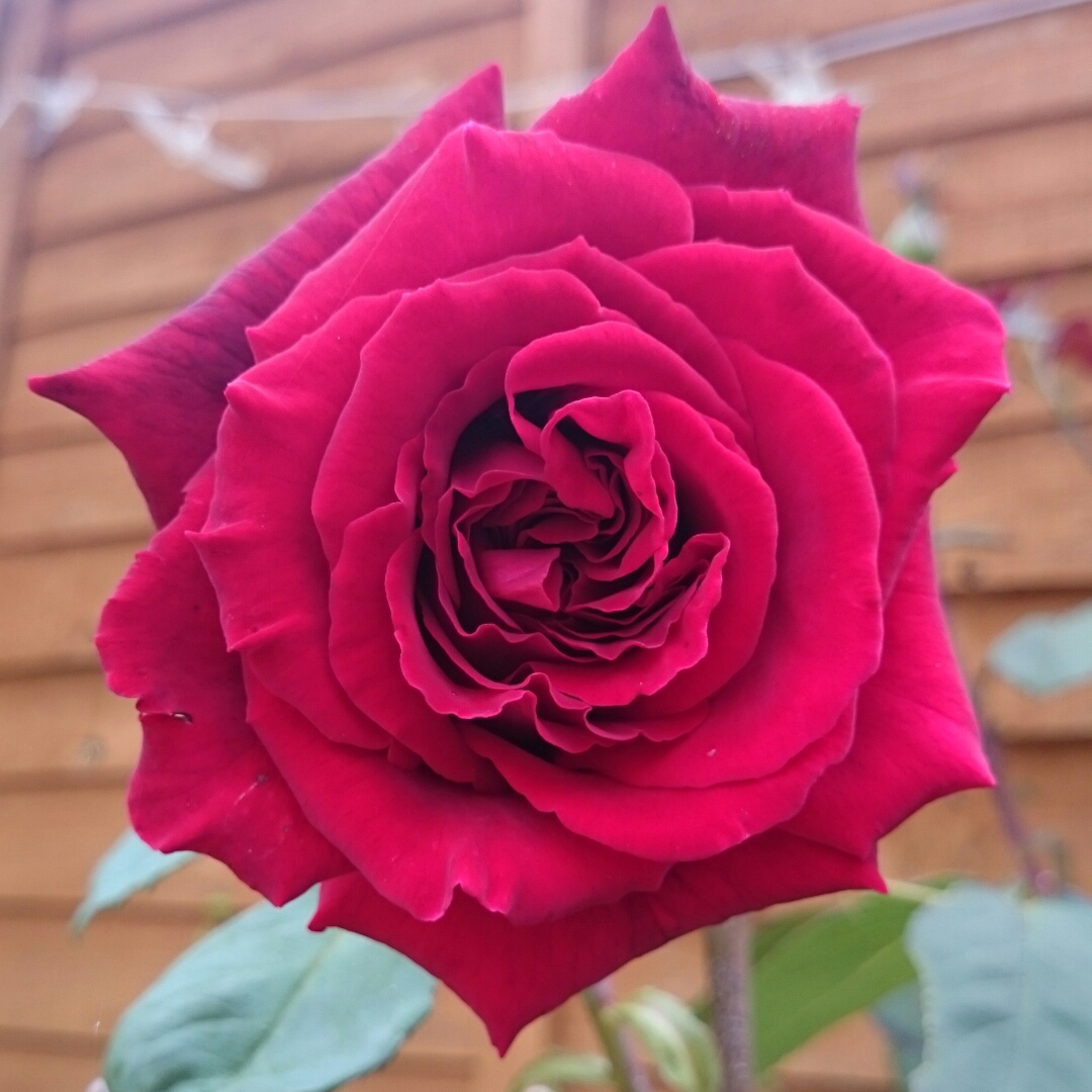 Rose Barkarole in the GardenTags plant encyclopedia