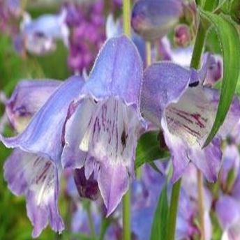 Beardtongue Stapleford Gem in the GardenTags plant encyclopedia