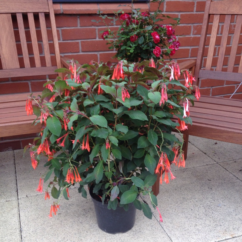 Fuchsia Coralle in the GardenTags plant encyclopedia