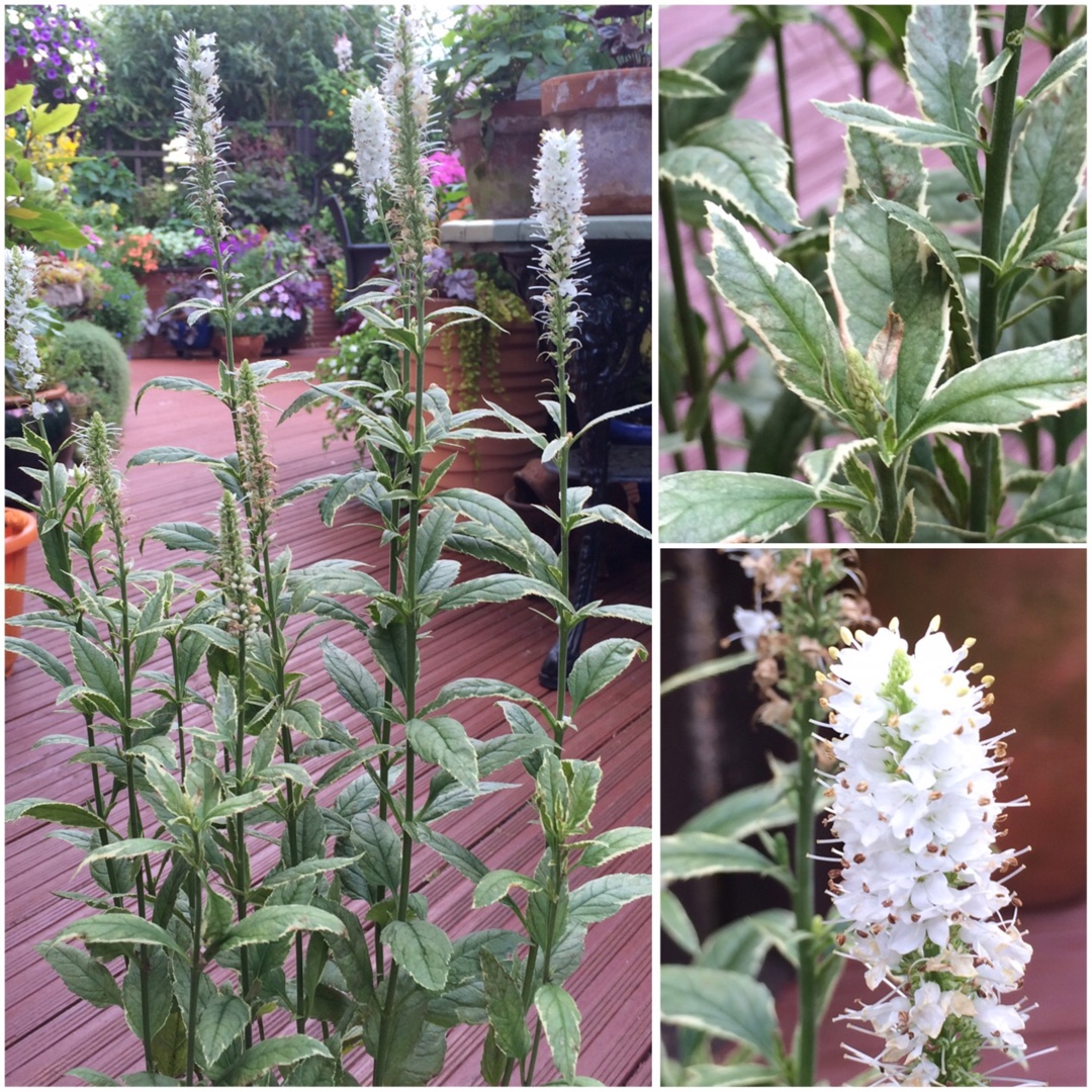 Long-Leaf Speedwell Charlotte in the GardenTags plant encyclopedia