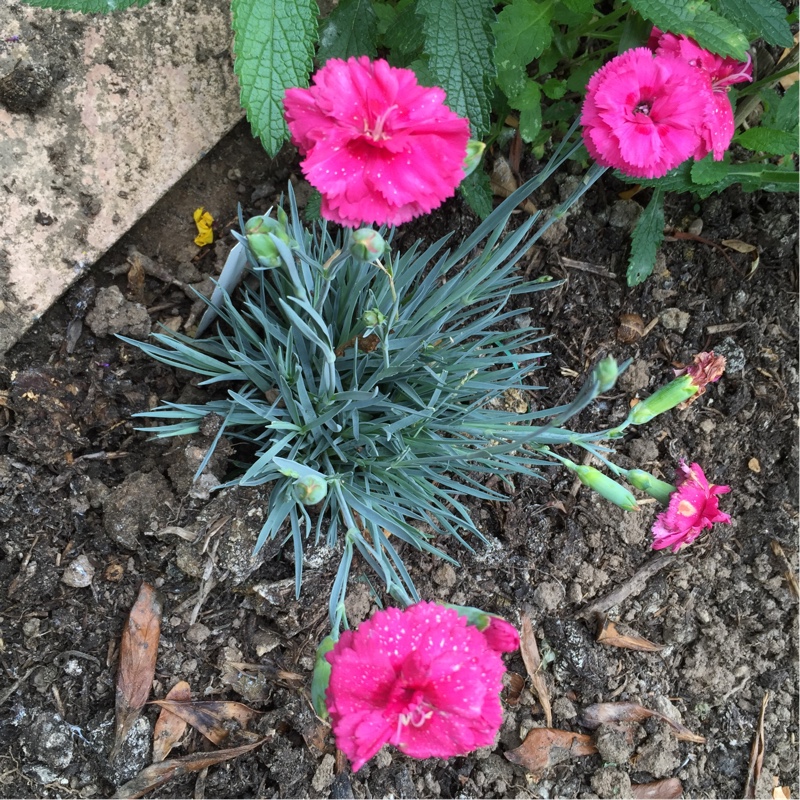 Pink Slap n Tickle in the GardenTags plant encyclopedia