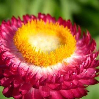 Straw Flower Sundaze Magenta in the GardenTags plant encyclopedia