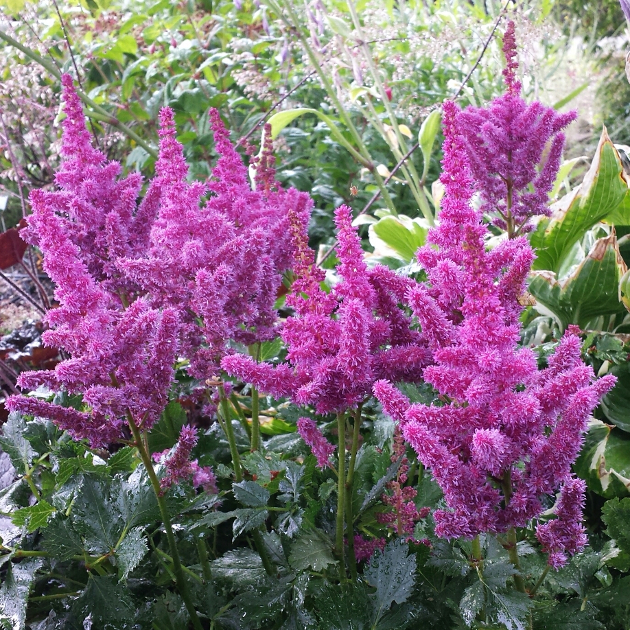 False Spiraea Visions in the GardenTags plant encyclopedia