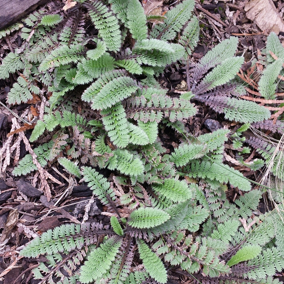 Brass Buttons in the GardenTags plant encyclopedia