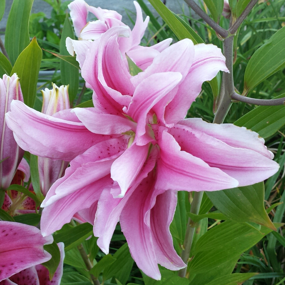 Lily Roselily Belonica (Oriental) in the GardenTags plant encyclopedia