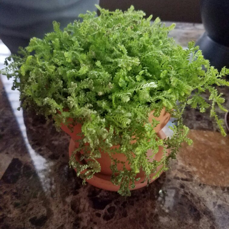 Clubmoss in the GardenTags plant encyclopedia