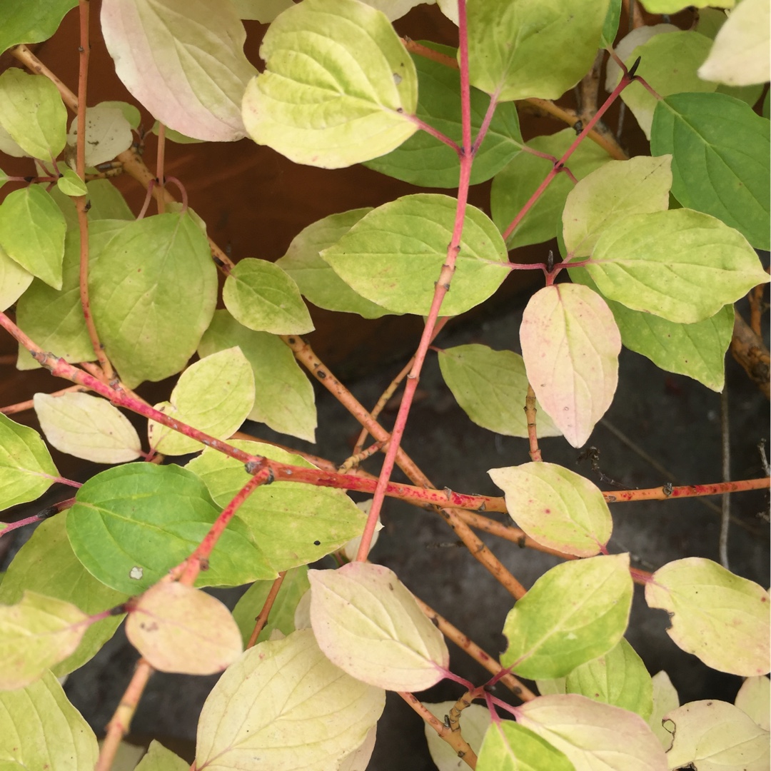 Dogwood Annys Winter Orange in the GardenTags plant encyclopedia