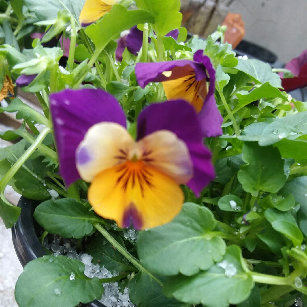 Pansy Sorbet Orange Jump Up in the GardenTags plant encyclopedia