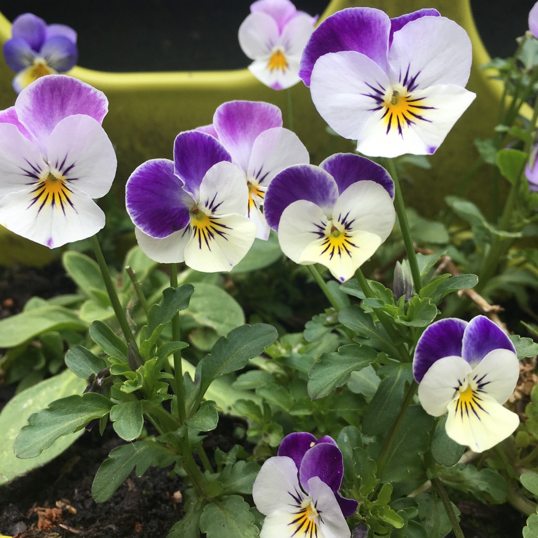 Viola cornuta 'Sorbet Pink Wing', Horned Pansy 'Sorbet Pink Wing' in ...