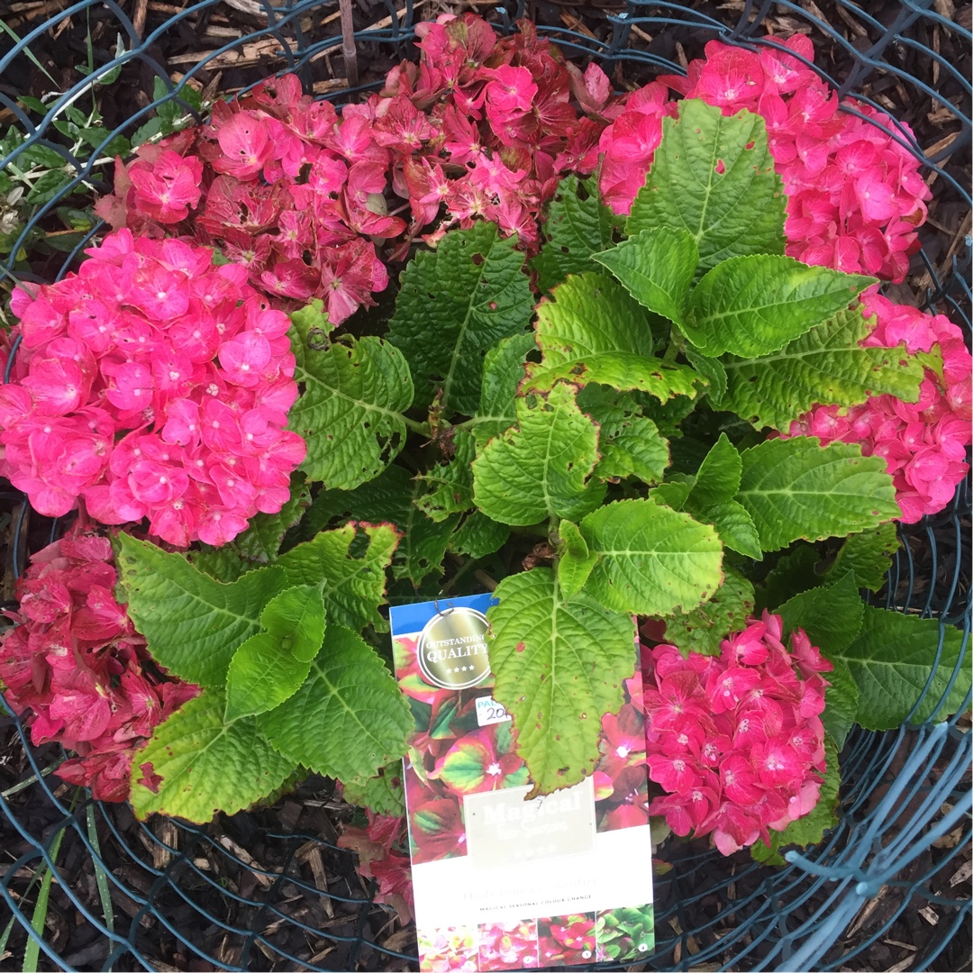 Hydrangea Magical Greenfire in the GardenTags plant encyclopedia