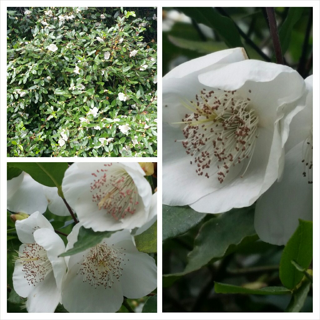 Brush Bush Rostrevor in the GardenTags plant encyclopedia