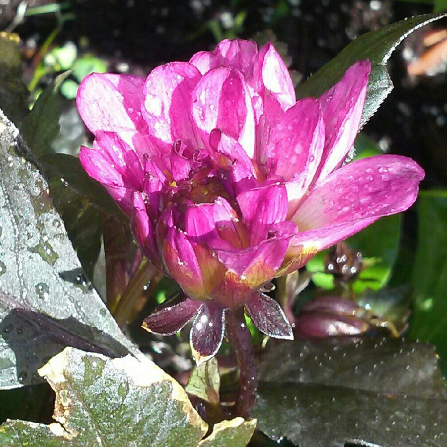 Dahlia Dahlinova Temptation Pink Bicolor (Bedding) in the GardenTags plant encyclopedia