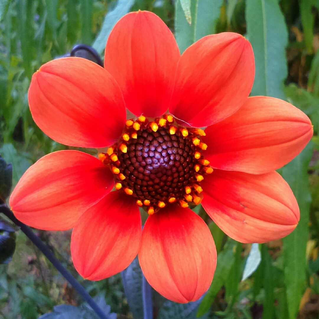 Dahlia Happy Single™ Date in the GardenTags plant encyclopedia