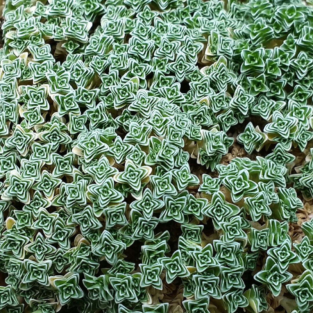 Spanish Sandwort in the GardenTags plant encyclopedia