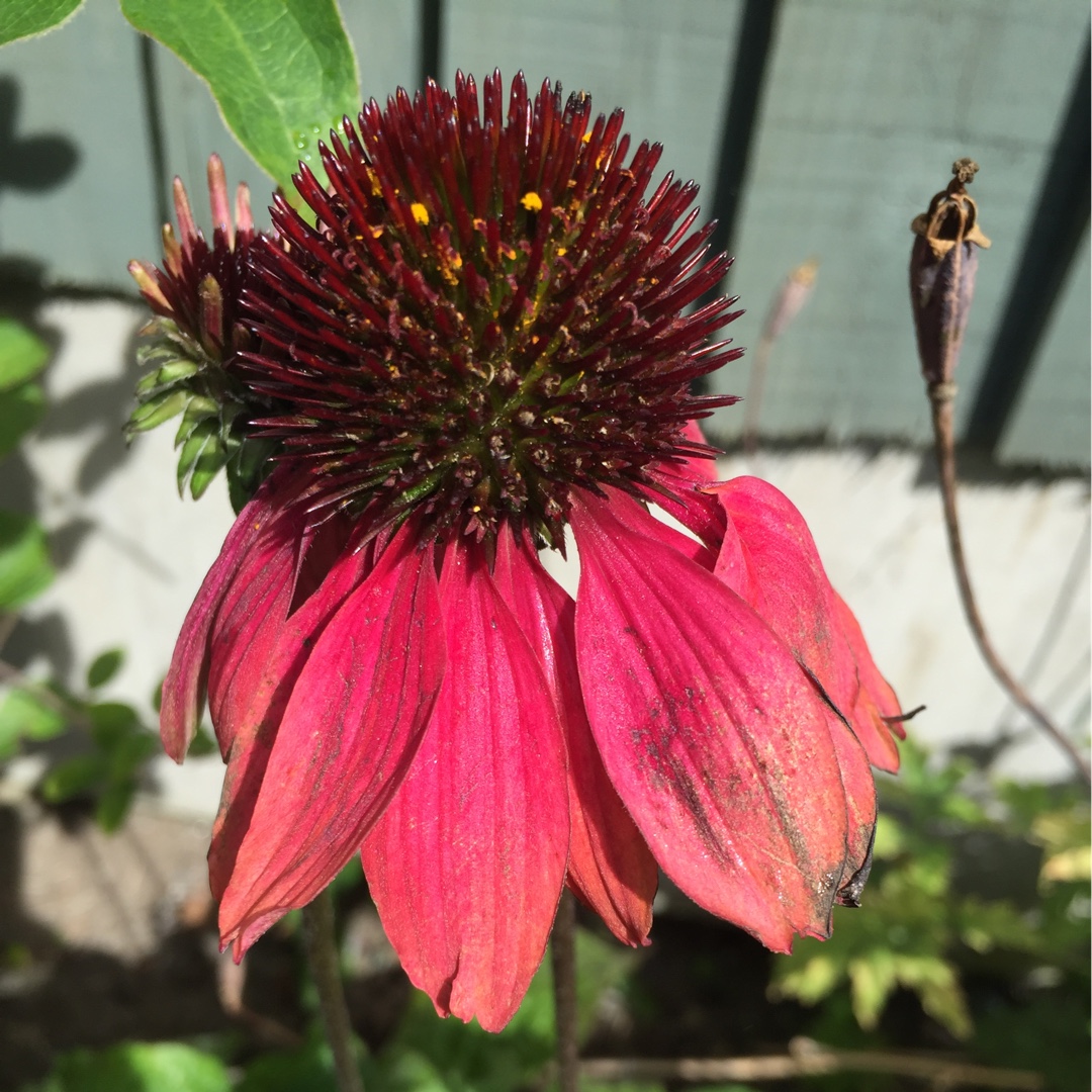 Coneflower Cheyenne Spirit (Pink) in the GardenTags plant encyclopedia