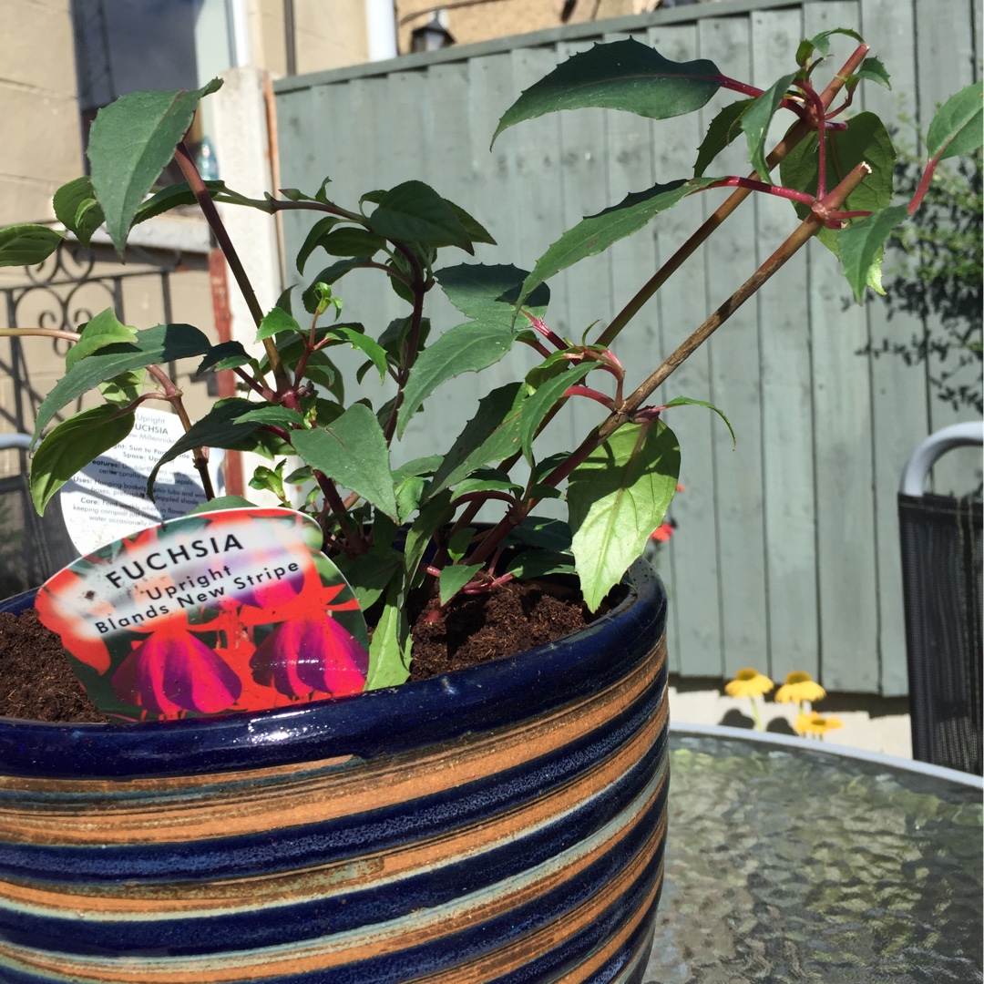 Fuchsia Blands New Stripe in the GardenTags plant encyclopedia