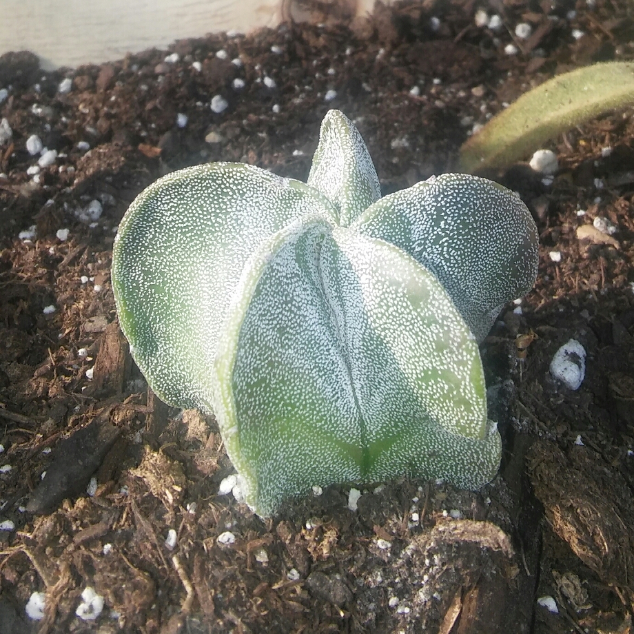 Astrophytum Bishops cap in the GardenTags plant encyclopedia