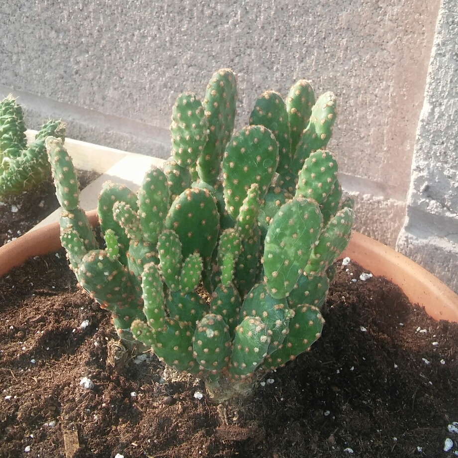 Mini Cinnamon Cactus in the GardenTags plant encyclopedia