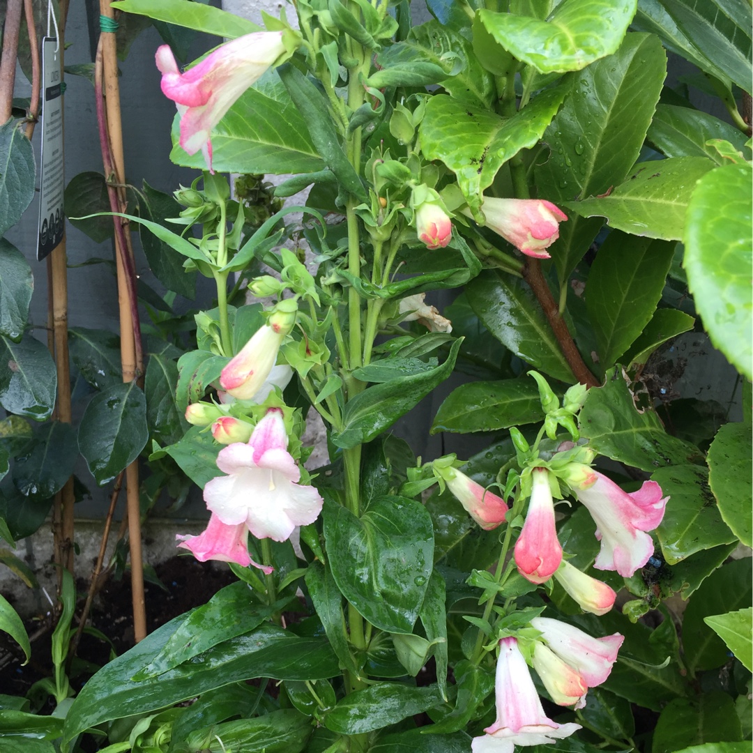 Beardtongue Apple Blossom in the GardenTags plant encyclopedia