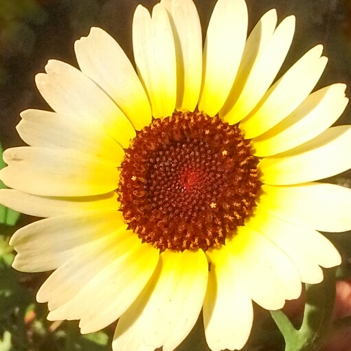 Chrysanthemum Eastern Star in the GardenTags plant encyclopedia