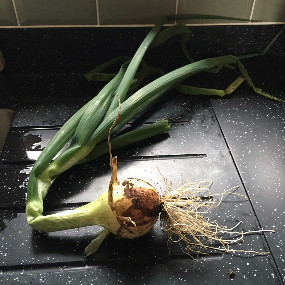 Onion Ailsa Craig in the GardenTags plant encyclopedia