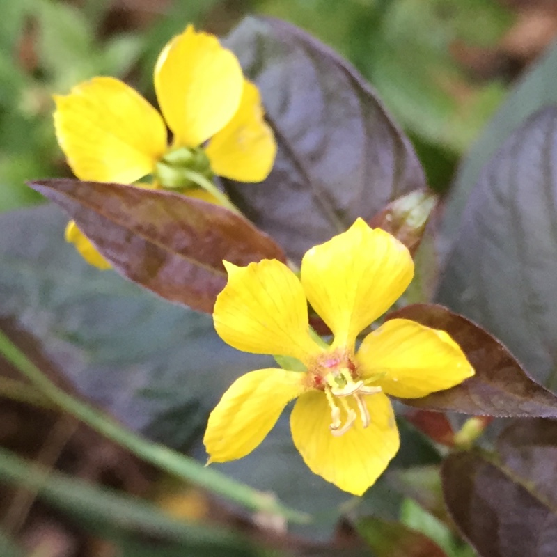 Loosestrife Firecracker in the GardenTags plant encyclopedia