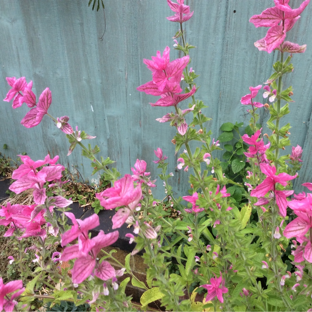 Clary Sage Claryssa Series in the GardenTags plant encyclopedia