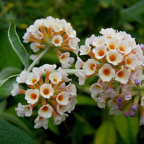 Weyer Butterfly Bush Moonlight in the GardenTags plant encyclopedia