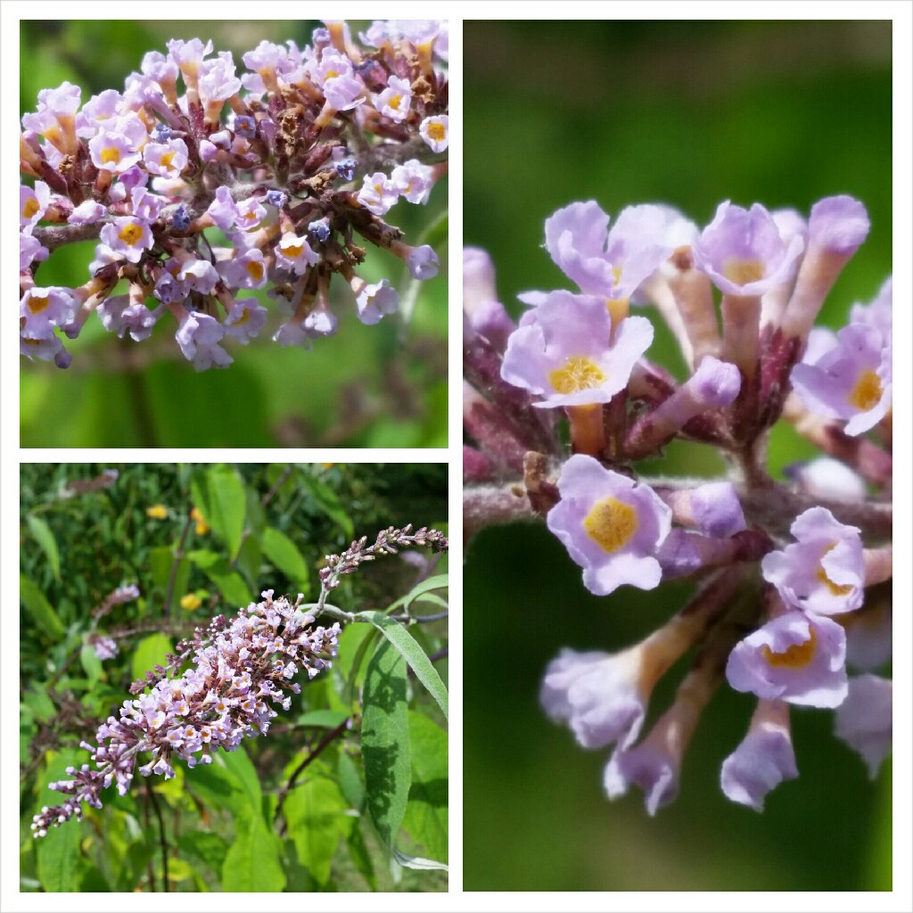 White Flowered Butterfly Bush in the GardenTags plant encyclopedia